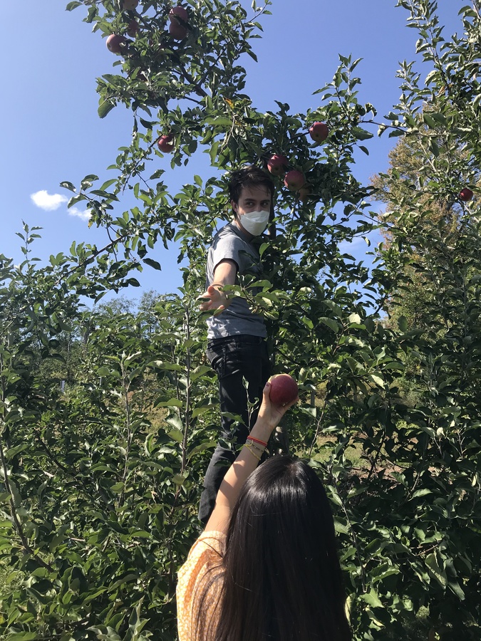 An image of a boy standing above on a branch of an apple tree, just having passed an apple he picked to a girl standing below him on the ground. She reaches up, holding the red apple, with her left arm, while he reaches down with his right. He wears black jeans, a gray t-shirt, and a white face mask, and she wears a yellow short-sleeved shirt and three colorful bracelets on her wrist. The tree takes up the entire lower half of the image as well as parts of the upper half, the rest of which is filled with bright blue sky. Carina Lewandowski