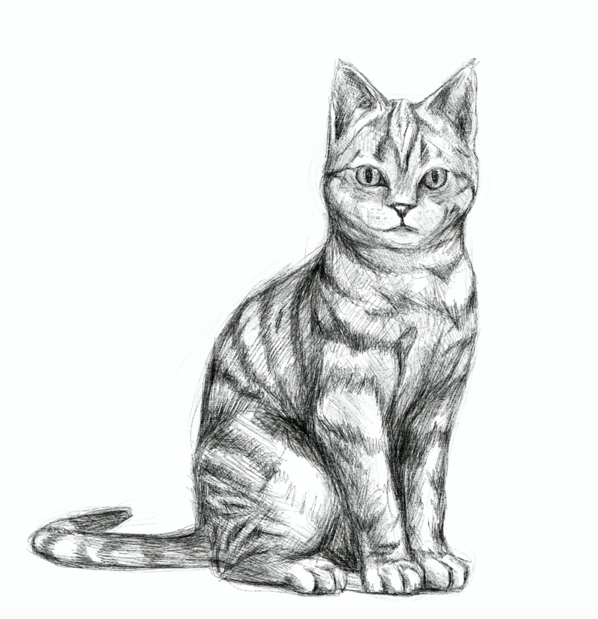 A digital pencil drawing of a striped cat. The cat is sitting on its back legs. Its body is angled to the right but the cat is looking straight at the viewer. Katie Miller