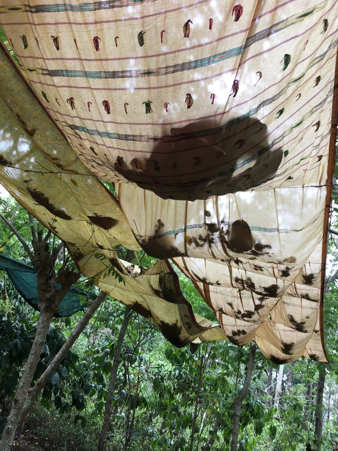 Old saris and dupatas are draped over rows of stretched barbed wire to create a small covered area within a dense forest. Leaves and debris have accumulated in small piles across the fabric, making lumpy sags in the canopy and blocking light. Bhavani Srinivas
