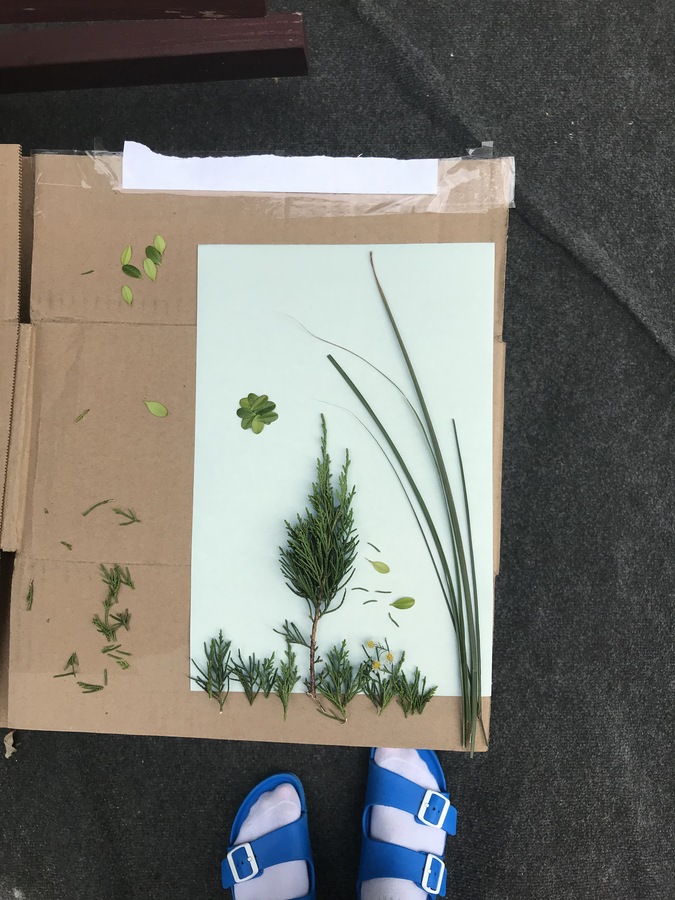 An image of the sun print preparation process. A piece of originally-blue sun print paper, which has turned white, lies on top of a flattened cardboard box. An assortment of leaves, grasses, and small tree branches are arranged on the sun print paper to create an image of a tree among a bed of grass with its leaves blowing away towards the ground. Some leaf scraps lie to the left of the paper, and a pair of feet wearing white socks and blue Birkenstocks are peeking in at the bottom center of the image. Carina Lewandowski