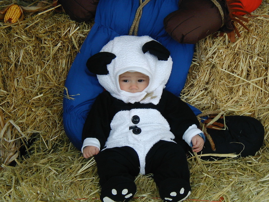 The image shows a very small boy dressed in a Panda suit. The child is in the center of the composition. The costume covers his entire body so only his small face can be seen. The boy is sitting in a pile of hay that surrounds him on all sides and fills up the entire composition. Behind the boy is a stuffed scarecrow. Only the lower-half of the scarecrow (i.e., his blue jeans) is visible. In the top-left corner, an ear of corn rests on the large haystack. Drew Pugliese