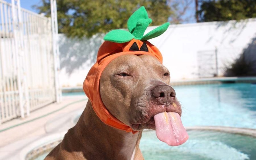 A light brown pit bull sits in front of a swimming pool. It's wearing a pumpkin hat around its head. The dog is sticking its tongue out, and the tongue has peanut butter on it. Jess Ramirez