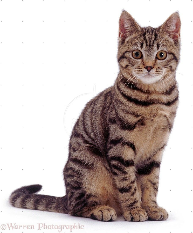 A photo of a sitting cat with a white background. The cat is brown with thin black stripes across its fur and white around its mouth. The cat is looking straight at the viewer and is sitting angled to the right with its tail curved out behind it. Katie Miller