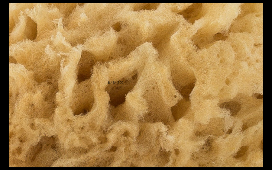 A zoomed-in image of a natural sea sponge fills the canvas of a 2-page spread; The surface looks fluffy and porous. A sans-serif number reading <i>6,464,300<i> indicates the size of the image in pixels. Megan Pai