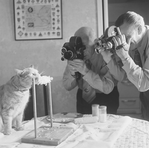 Black and white photograph of a cat eating corn while two men on the right record using cameras. The corn is attached to a stand that sits on a table with a plate, another corn, and two shakers. A picture frame containing a map hangs on the wall in the background. Thanya Begum