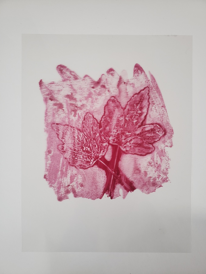 Purple-red print on white paper of two Cranberry Hibiscus leaves. The branches on the leaves are white, while the leaves themselves are purple-red. Thanya Begum
